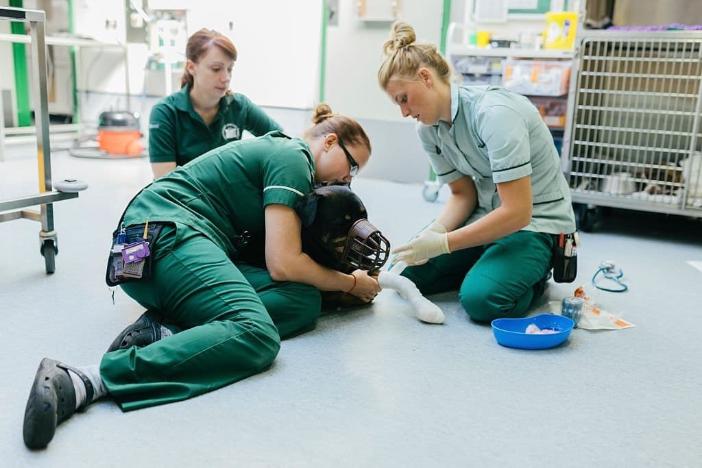 Veterinary treatment area illustrating flooring conditions in an animal-care facility