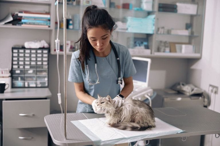 Veterinarian examining a grey cat on a treatment table in a clinical exam room