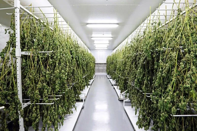 Cannabis drying and curing room with hygienic epoxy floor